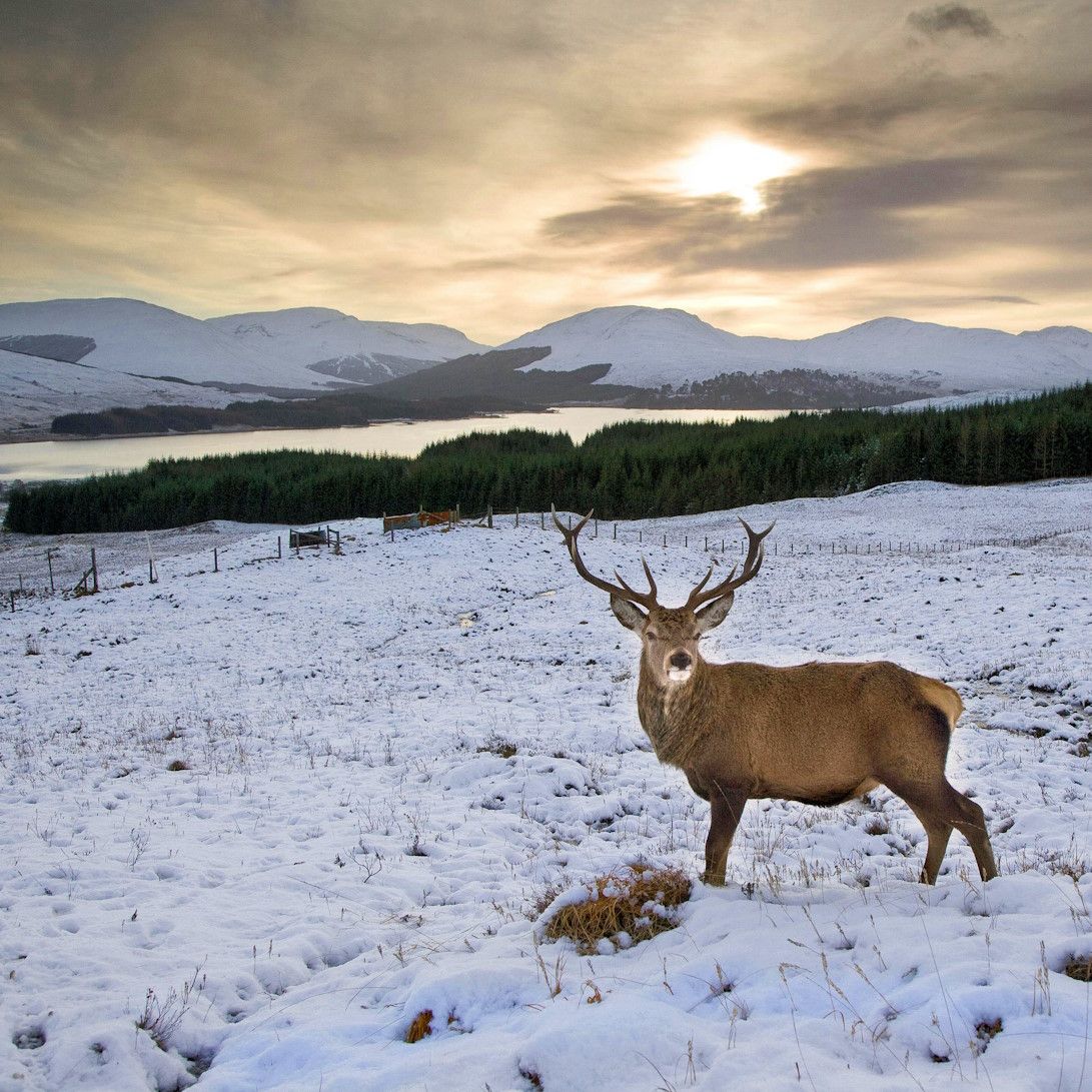  Majestic stag standing in snow against the breathtaking backdrop of a Scottish mountainside.