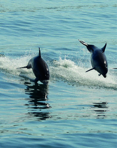 Dolphins swimming off the coast, leaping from the water against a backdrop of the open sea.