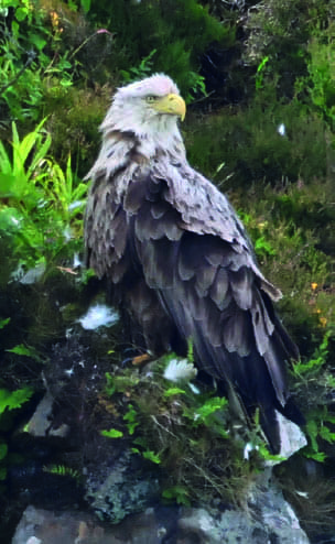 Eagle perched on a branch, with its wings folded and sharp eyes focused, showcasing its impressive plumage and strong, sturdy talons.