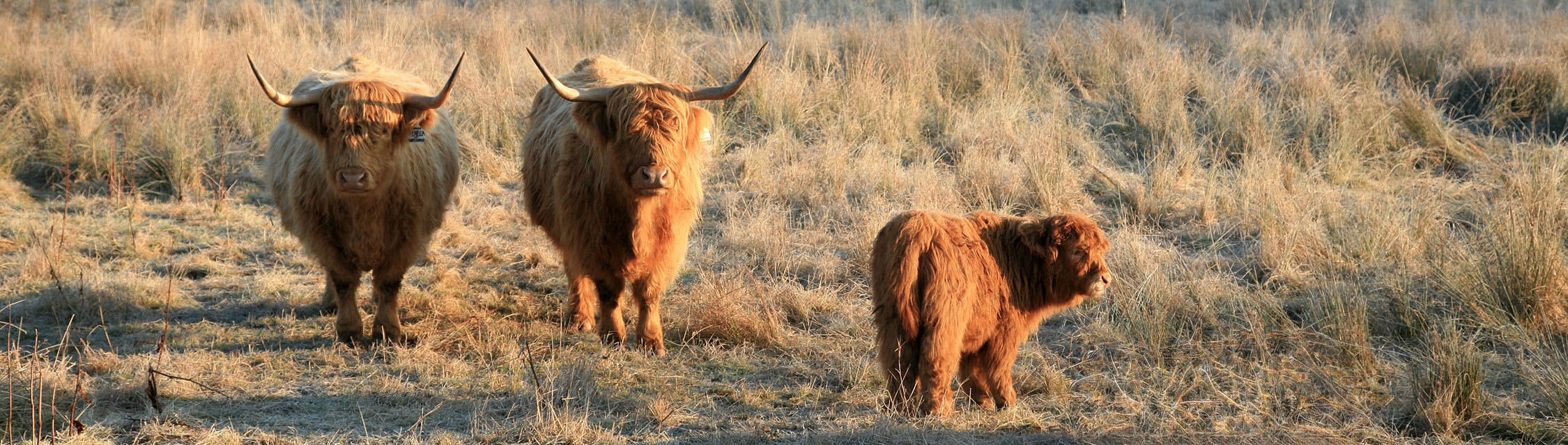 Highland Cow at Lochs and Glens Loch Achray Hotel.