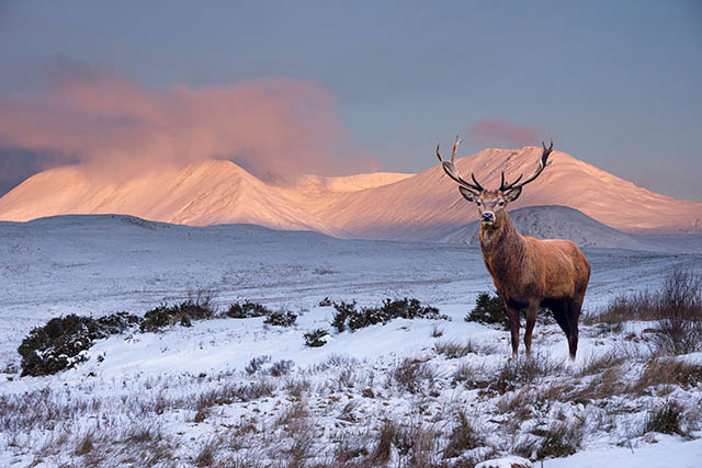 Red stag in the Scottish Highlands during winter