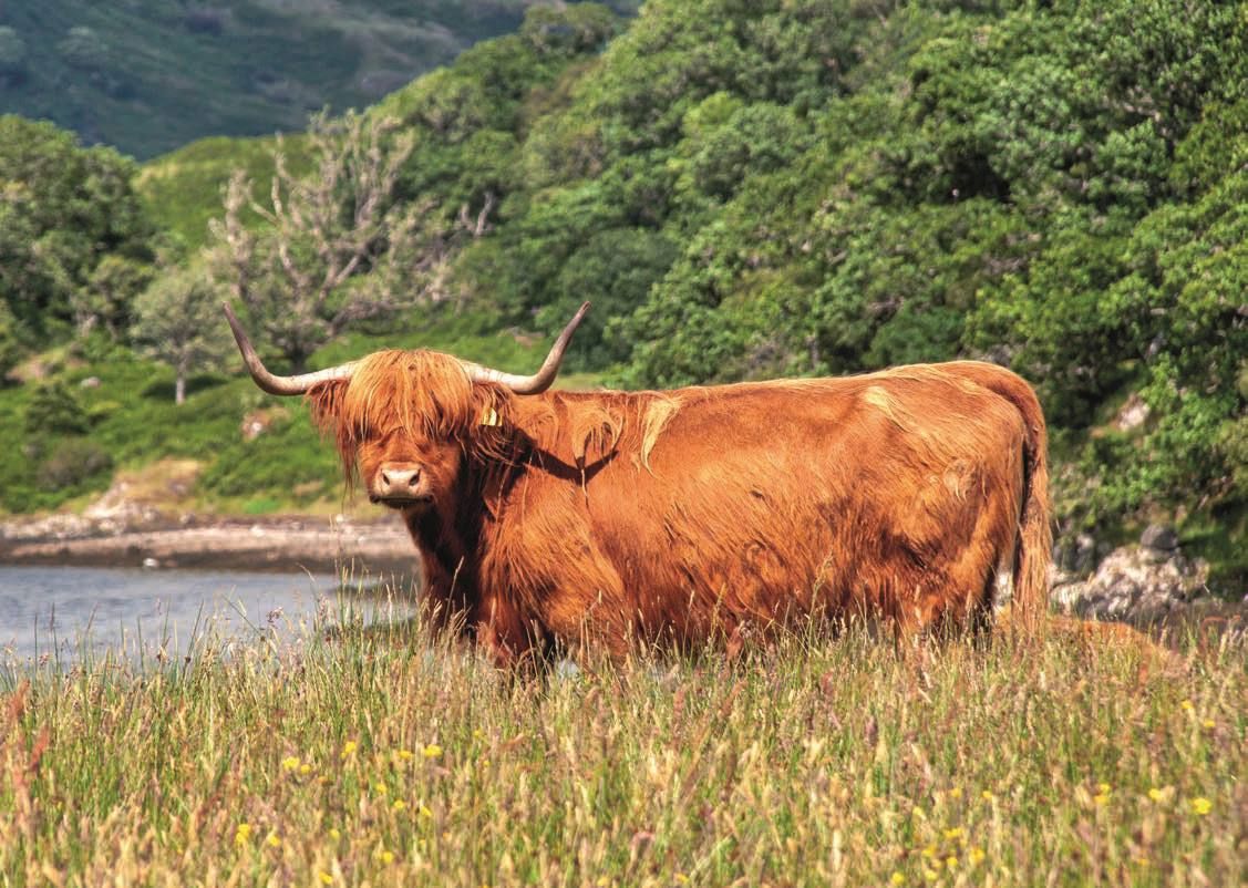 Strong image of a highland bull with spring flowers in background