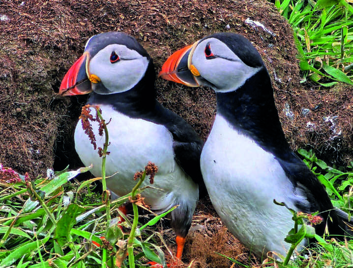 Close-up of puffins with their distinctive black and white feathers, bright orange beaks, and colorful feet, showcasing their expressive eyes and charming appearance.