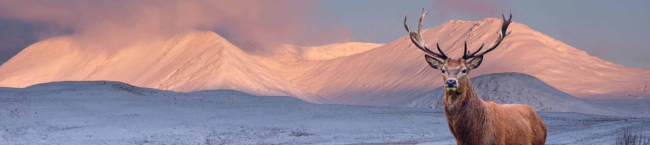 Red stag in Scottish Highland winter landscape with alpine glow