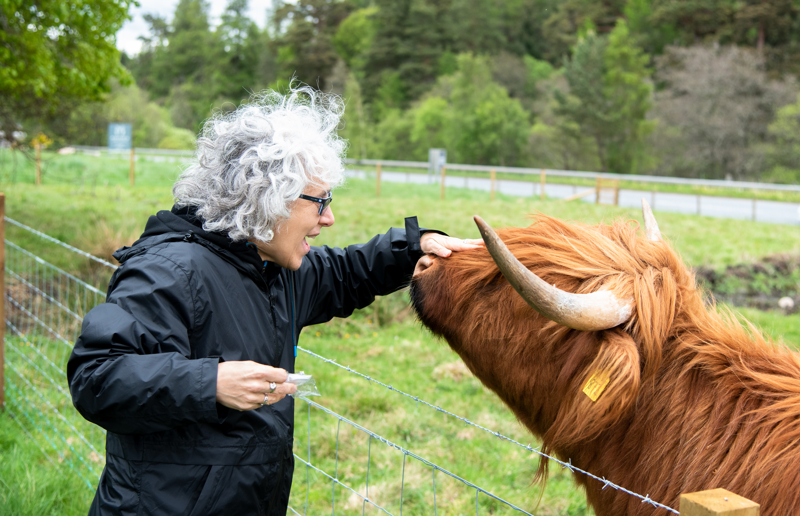 Look out for the famous Highland cows as you travel the Scottish countryside with Lochs and Glens Holidays, the best coach holidays in Scotland.