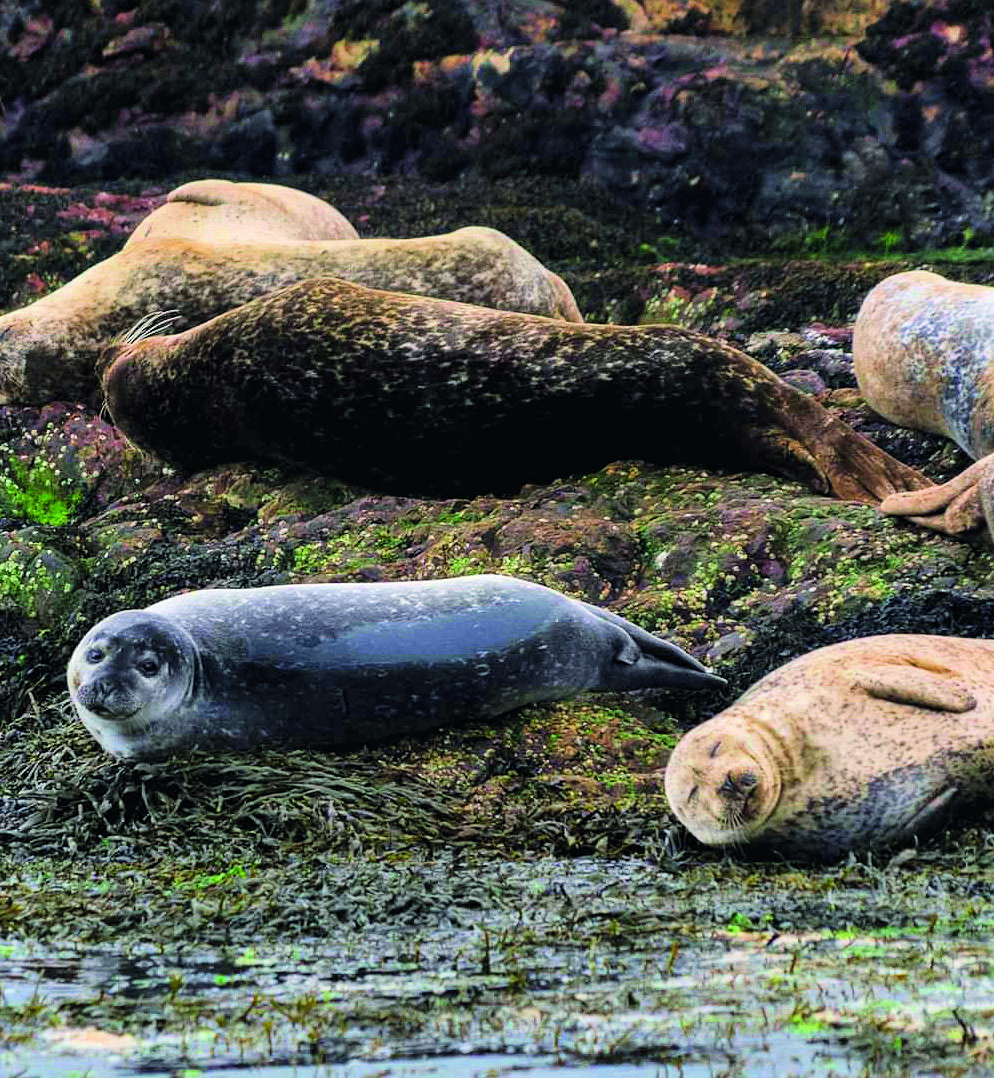 Seals on rocks near the shore